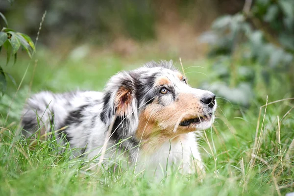 Puppy Australian Shepherd Lying Nature Summer Nature Park — Stockfoto