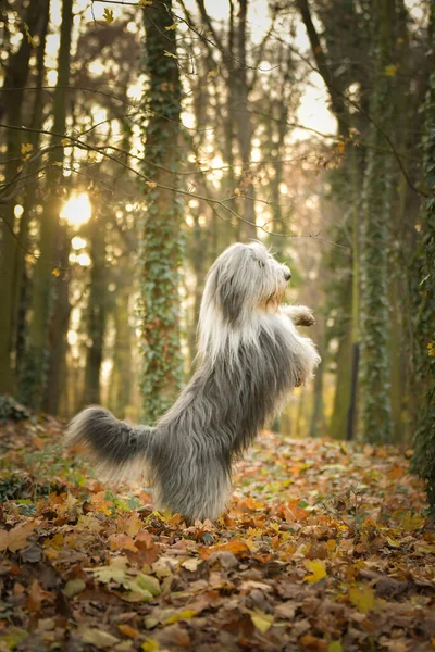 Bearded Collie Begging Forest Autumn Portret — Foto Stock