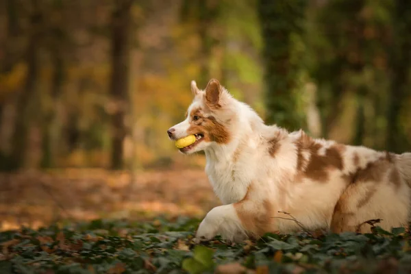 Australischer Schäferhund Läuft Den Blättern Des Waldes Herbst Fotoshooting Park — Stockfoto