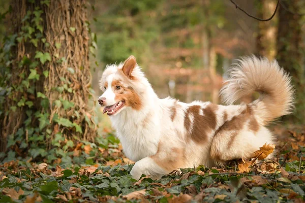 Australiska Herden Springer Löven Skogen Höstens Fotografering Parken — Stockfoto