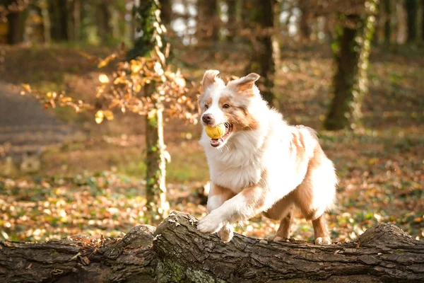 オーストラリアの羊飼いは森の中の葉で走っています 公園での秋の撮影 — ストック写真