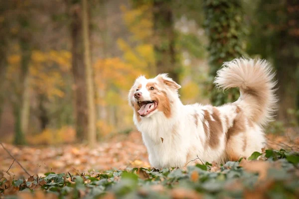 Australischer Schäferhund Läuft Den Blättern Des Waldes Herbst Fotoshooting Park — Stockfoto