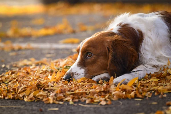 Kooikerhondje sonbahar yapraklarında yatıyor. Çok tatlı bir köpek..