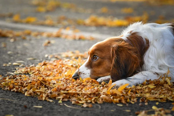 Kooikerhondje sonbahar yapraklarında yatıyor. Çok tatlı bir köpek..