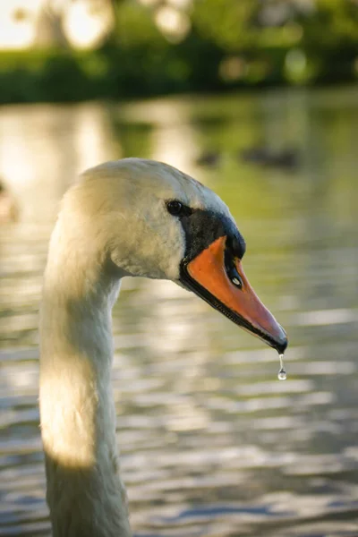 White swan flock in summer water. Swans in water. White swans. Beautiful white swans floating on the water. swans in search of food. selective focus.