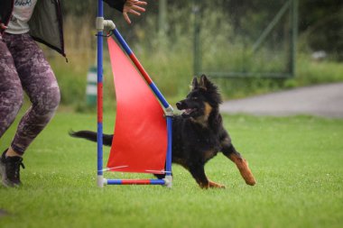 Köpek engellerin üzerinden atlıyor. Czech çeviklik özel eğitiminde harika bir gün.