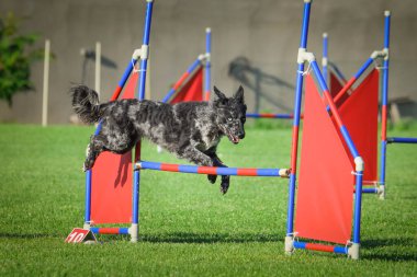 Köpek engellerin üzerinden atlıyor. Czech çeviklik özel eğitiminde harika bir gün.