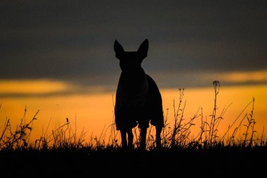 Dog is sitting in the sunset. Amazing walk in the sun. Amazing evening with sun.