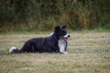 Köpek sahada yatıyor. Czech çeviklik özel eğitiminde harika bir gün.
