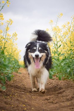 Border collie sarı kolzada koşuyor. Ekmekçisi için koşuyor.