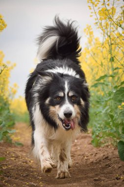 Border collie sarı kolzada koşuyor. Ekmekçisi için koşuyor.