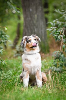 Avustralya çoban köpeğinin yavrusu doğada oturuyor. Parkın yaz doğası.