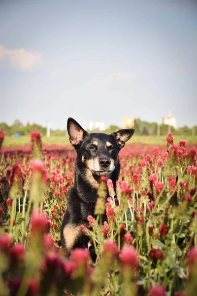 Cão Está Sentado Num Trevo Carmesim Ele Tem Uma Cara — Fotografia de Stock