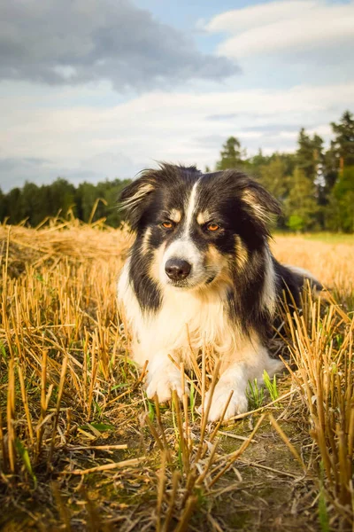 Hraniční Kolie Leží Trávě Tak Šílený Pes Výletě — Stock fotografie