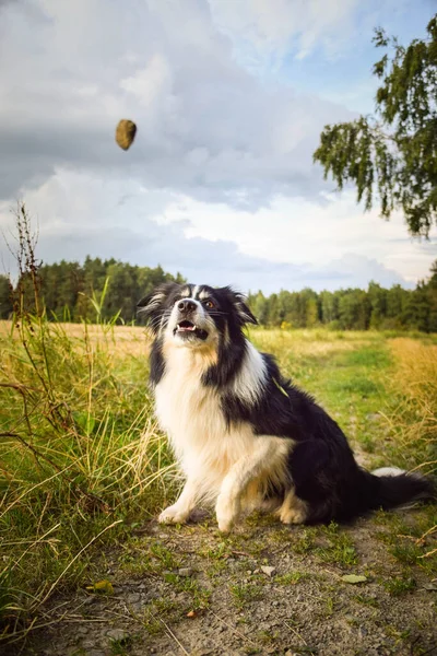 Border Collie Sitzt Gras Ist Verrückter Hund Auf Reisen — Stockfoto