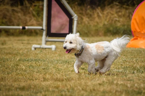 Pes Přeskakuje Překážky Úžasný Den Českém Tréninku Agility Privat — Stock fotografie