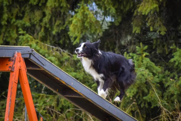 Perro Viga Equilibrio Agilidad Increíble Día Competencia Agilidad Checa Son — Foto de Stock