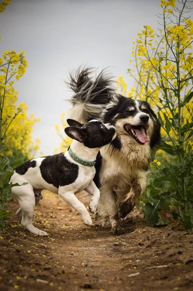 Puppy Van Franse Bulldog Border Collie Loopt Geel Colza Hij — Stockfoto