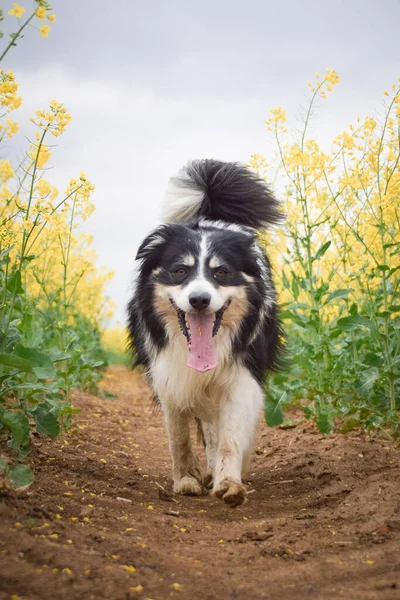 Border Collie Running Yellow Colza Running His Breader — Stock Photo, Image