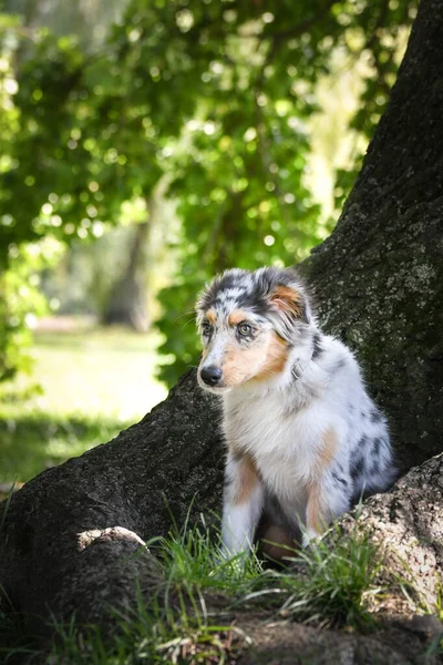 オーストラリアの羊飼いの子犬が自然の中に座っている 公園の夏の自然 — ストック写真