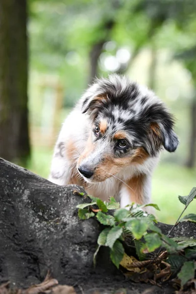 Chiot Berger Australien Est Assis Dans Nature Nature Estivale Dans — Photo