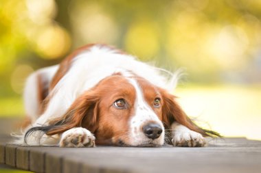 Kooikerhondje bankta yatıyor. Çok tatlı bir köpek..