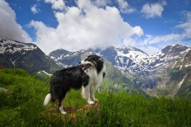 Border Collie 'nin portresi Glossglockner' ın yanında, Avusturya doğasında duruyor..