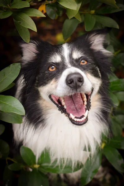 Border Collie Sitzt Gras Ist Verrückter Hund Auf Reisen — Stockfoto