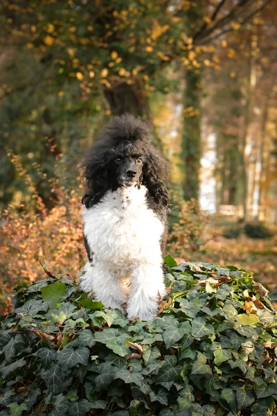 Poodle Está Sentado Tronco Floresta Portret Outono — Fotografia de Stock