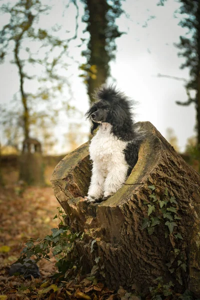 Poodle Está Sentado Tronco Bosque Portret Otoño —  Fotos de Stock