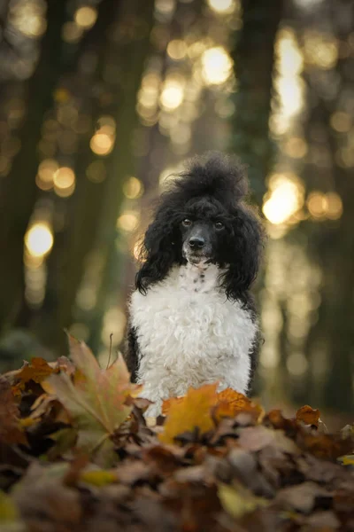 Poodle Está Sentado Bosque Portret Otoño —  Fotos de Stock