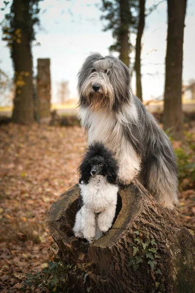 Poodle Bearded Collie Sitting Log Forest Autumn Portret — Foto Stock