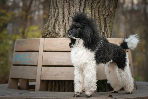 プールがベンチに立っている 彼はとてもかわいい犬だ — ストック写真