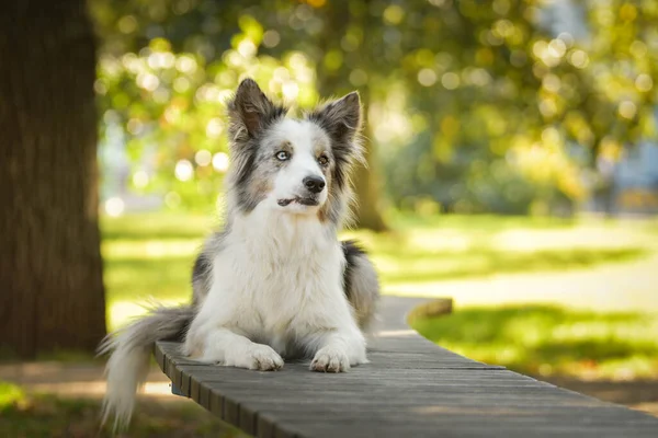 Harika bir geçmişi olan bir çoban köpeği portresi. Prag 'da şaşırtıcı sonbahar atmosferi.