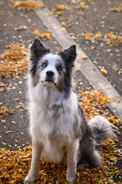 Border Collie Siedzi Jesiennych Liściach Taki Słodki Pies — Zdjęcie stockowe