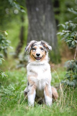 Avustralya çoban köpeğinin yavrusu doğada oturuyor. Parkın yaz doğası.