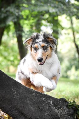Avustralya çoban köpeği yavrusu doğada koşuyor. Parkın yaz doğası.