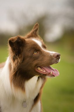 Sınır çoban köpeğinin güz yüzü. Yaprakların arasında çok tatlı. Çok güzel bir yüzü var..