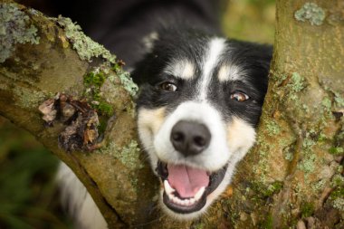 Sınır çoban köpeğinin sonbahar portresi. Yaprakların arasında çok tatlı. Çok güzel bir yüzü var..