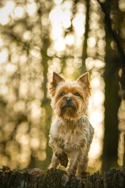 Yorkshire ormanda duruyor. Sonbahar portresi..