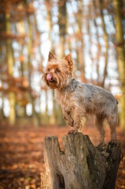 Yorkshire ormanda duruyor. Sonbahar portresi..