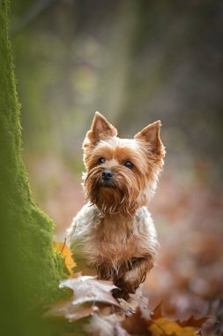 Yorkshire ormanda duruyor. Sonbahar portresi..