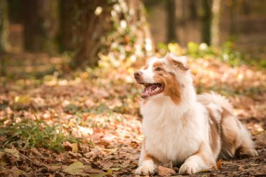 Avustralyalı çoban ormanda yatıyor. Sonbahar portresi..