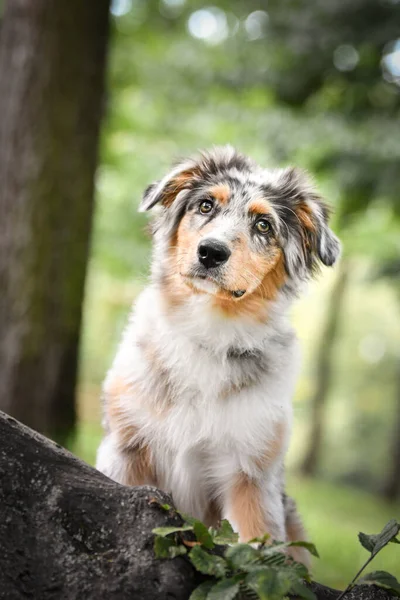 Avustralya çoban köpeğinin yavrusu doğada oturuyor. Parkın yaz doğası.