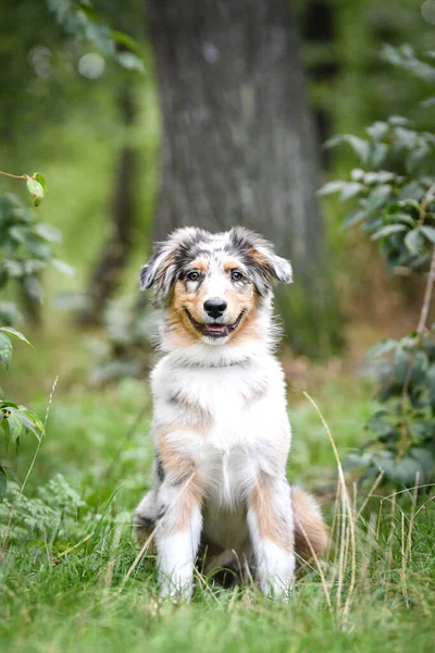Avustralya çoban köpeğinin yavrusu doğada oturuyor. Parkın yaz doğası.