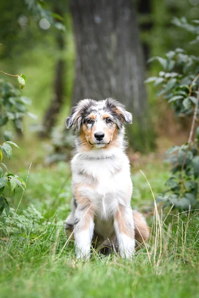Avustralya çoban köpeğinin yavrusu doğada oturuyor. Parkın yaz doğası.