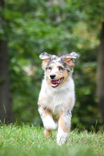 Avustralya çoban köpeği yavrusu doğada koşuyor. Parkın yaz doğası.
