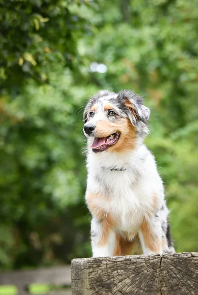 Cachorro Pastor Australiano Está Sentado Naturaleza Naturaleza Verano Parque — Foto de Stock