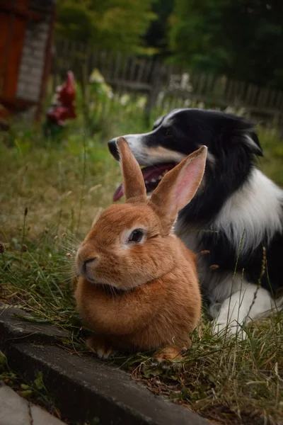 Border Collie Lying Garden Rabbit Autumn Photoshooting Park — Foto de Stock