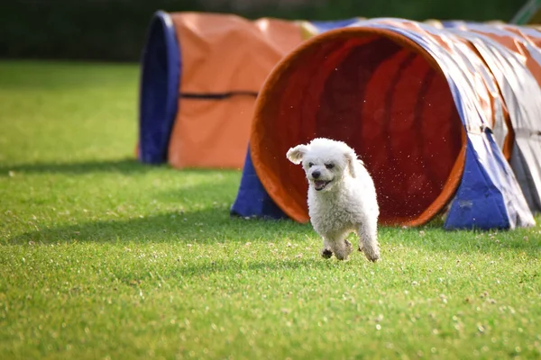Dog Running Agility Tunel Amazing Day Czech Agility Competition Middle — Foto Stock